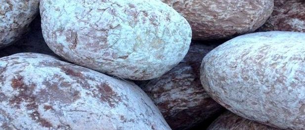Galets Rose Égée - Pépinière Kresz Galets rose Égée pour massifs fleuris Pépinière Kresz Fuveau